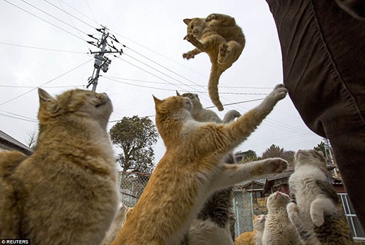 
	
	Một cú nhảy táo bạo của một “chàng” mèo.